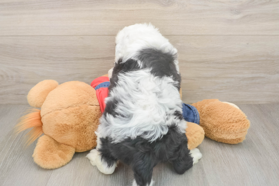 Energetic Mini Sheepapoo Poodle Mix Puppy