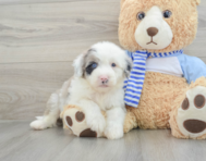 7 week old Mini Sheepadoodle Puppy For Sale - Seaside Pups