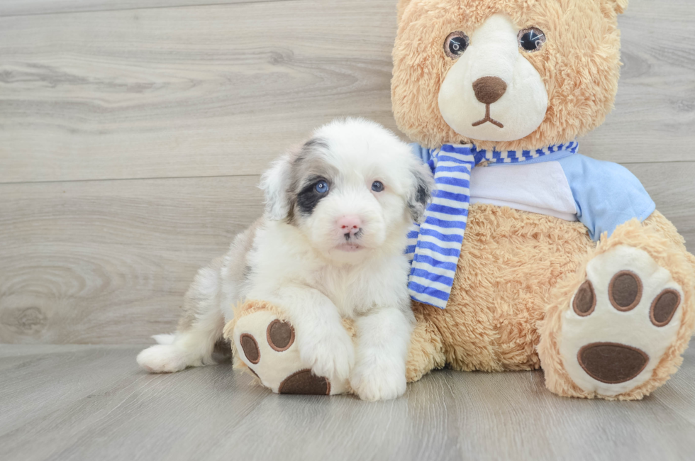 7 week old Mini Sheepadoodle Puppy For Sale - Seaside Pups