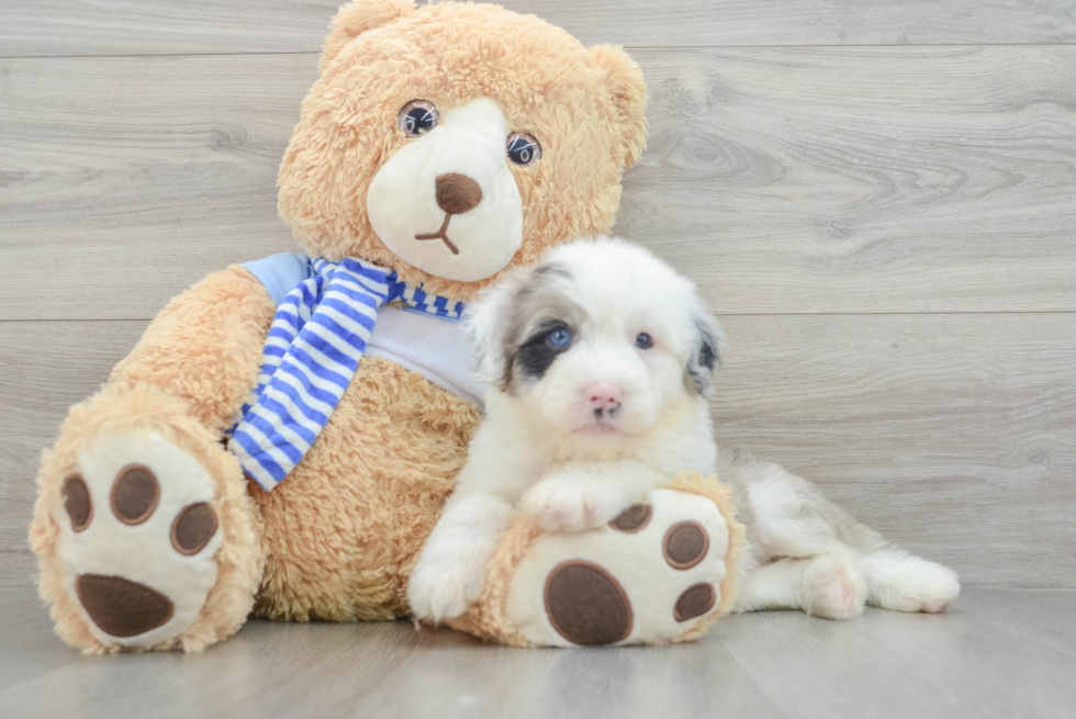 Petite Mini Sheepadoodle Poodle Mix Pup