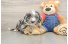 Mini Sheepadoodle Puppy for Adoption