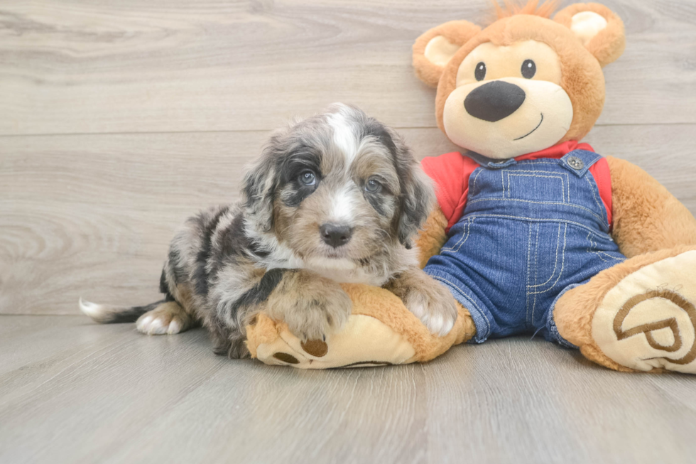 Mini Sheepadoodle Puppy for Adoption