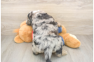 Funny Mini Sheepadoodle Poodle Mix Pup