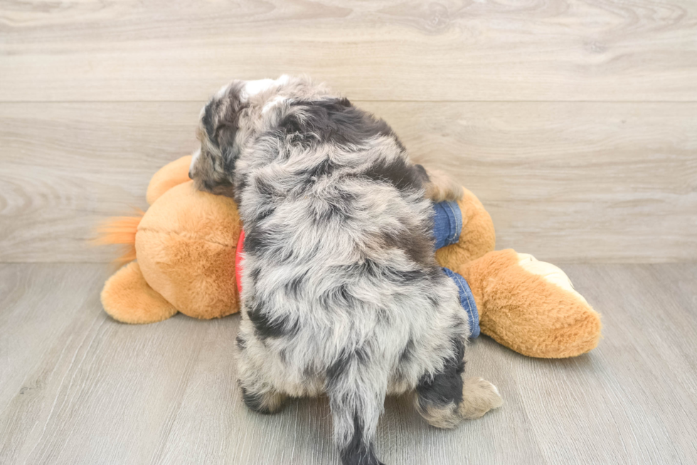 Funny Mini Sheepadoodle Poodle Mix Pup