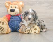 6 week old Mini Sheepadoodle Puppy For Sale - Seaside Pups