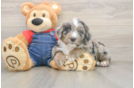 Adorable Sheepdogpoo Poodle Mix Puppy