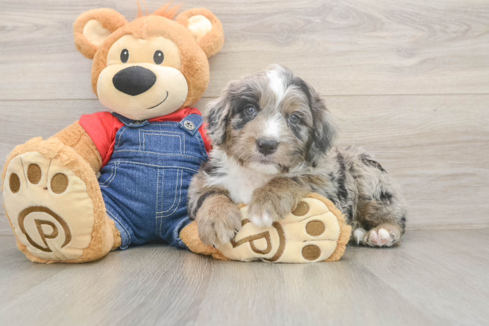 Adorable Sheepdogpoo Poodle Mix Puppy