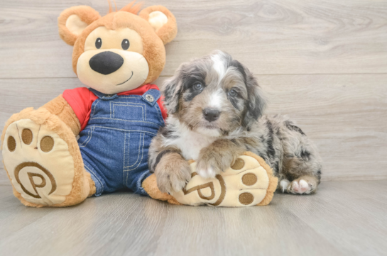 Adorable Sheepdogpoo Poodle Mix Puppy