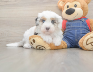 5 week old Mini Sheepadoodle Puppy For Sale - Seaside Pups