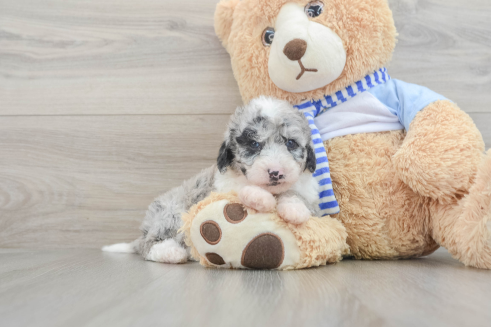 Mini Sheepadoodle Puppy for Adoption