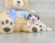 7 week old Mini Sheepadoodle Puppy For Sale - Seaside Pups