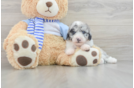 Happy Mini Sheepadoodle Baby