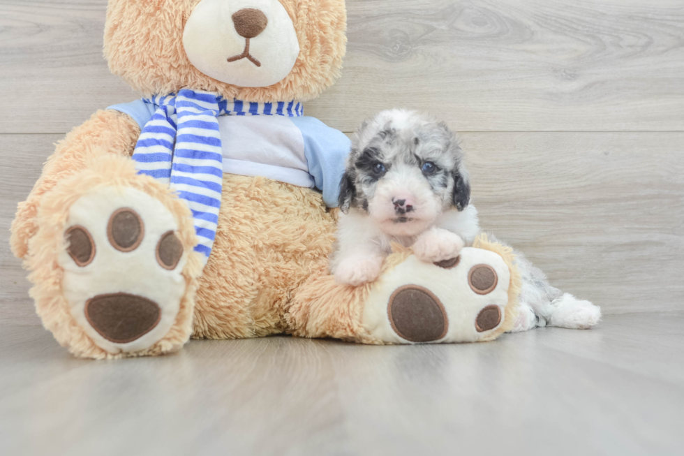 Happy Mini Sheepadoodle Baby