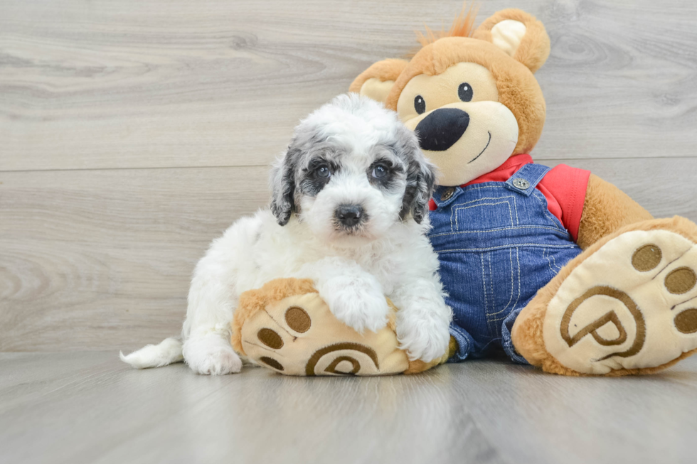 Best Mini Sheepadoodle Baby