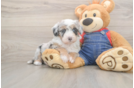 Energetic Mini Sheepapoo Poodle Mix Puppy