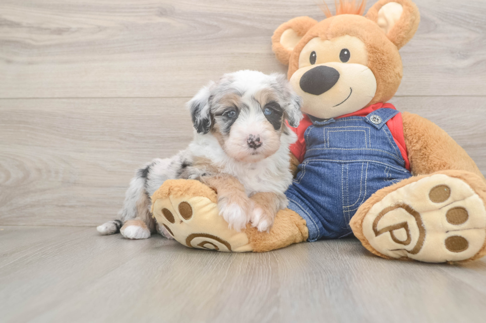 Energetic Mini Sheepapoo Poodle Mix Puppy