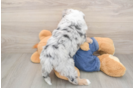 Mini Sheepadoodle Puppy for Adoption