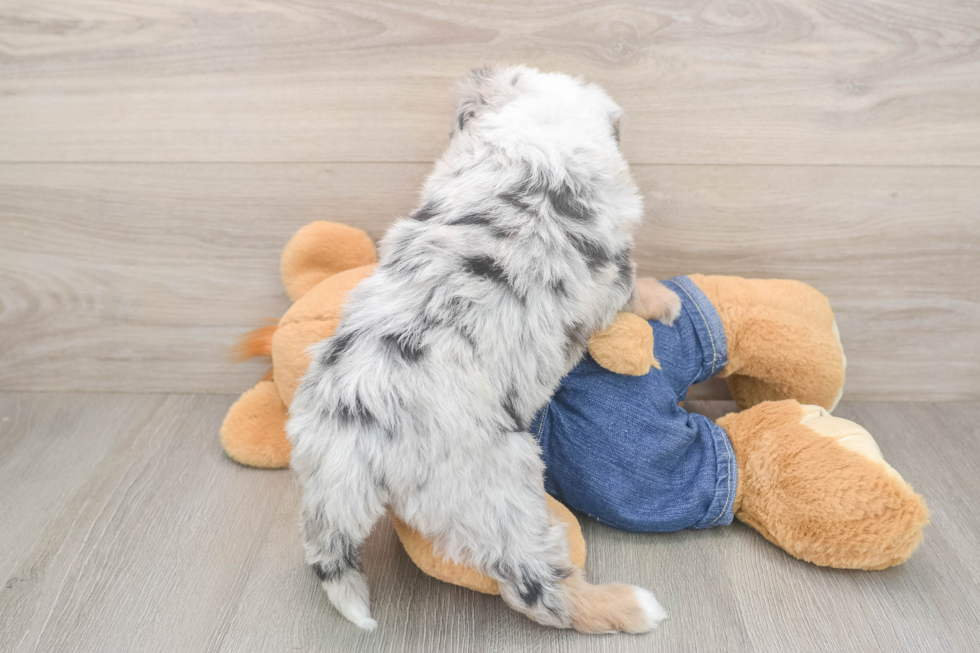 Mini Sheepadoodle Puppy for Adoption