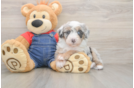 Best Mini Sheepadoodle Baby