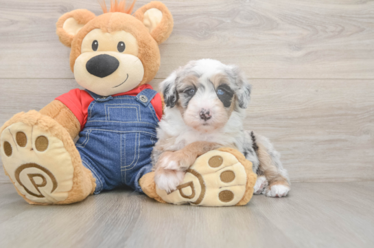 Best Mini Sheepadoodle Baby