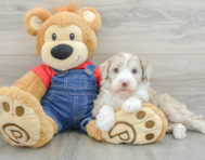 6 week old Mini Sheepadoodle Puppy For Sale - Seaside Pups