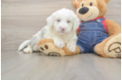 Fluffy Mini Sheepadoodle Poodle Mix Pup