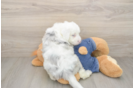 Mini Sheepadoodle Pup Being Cute