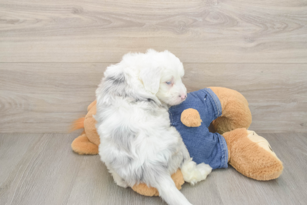 Mini Sheepadoodle Pup Being Cute
