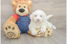 Sweet Mini Sheepadoodle Baby