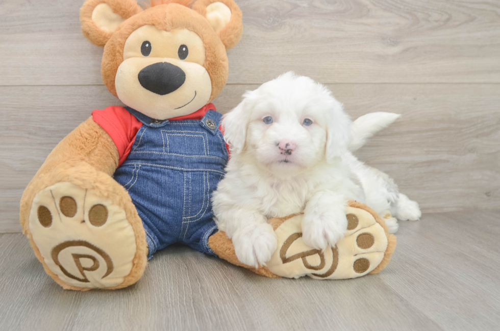 5 week old Mini Sheepadoodle Puppy For Sale - Seaside Pups