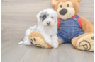 Hypoallergenic Sheep a Poo Poodle Mix Puppy