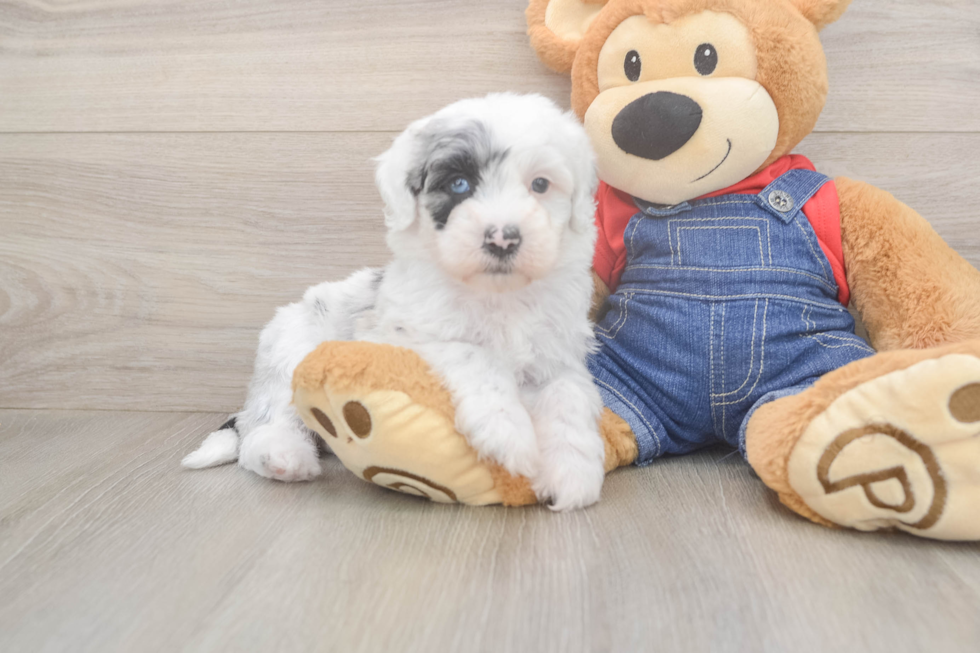 Hypoallergenic Sheep a Poo Poodle Mix Puppy