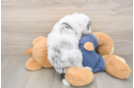 Mini Sheepadoodle Pup Being Cute
