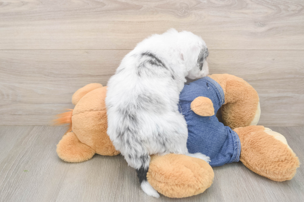 Mini Sheepadoodle Pup Being Cute