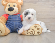 6 week old Mini Sheepadoodle Puppy For Sale - Seaside Pups
