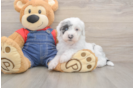 Funny Mini Sheepadoodle Poodle Mix Pup