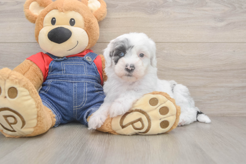 Funny Mini Sheepadoodle Poodle Mix Pup