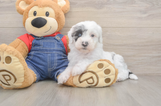 Funny Mini Sheepadoodle Poodle Mix Pup