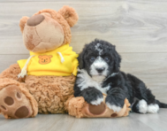 5 week old Mini Sheepadoodle Puppy For Sale - Seaside Pups