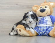8 week old Mini Sheepadoodle Puppy For Sale - Seaside Pups