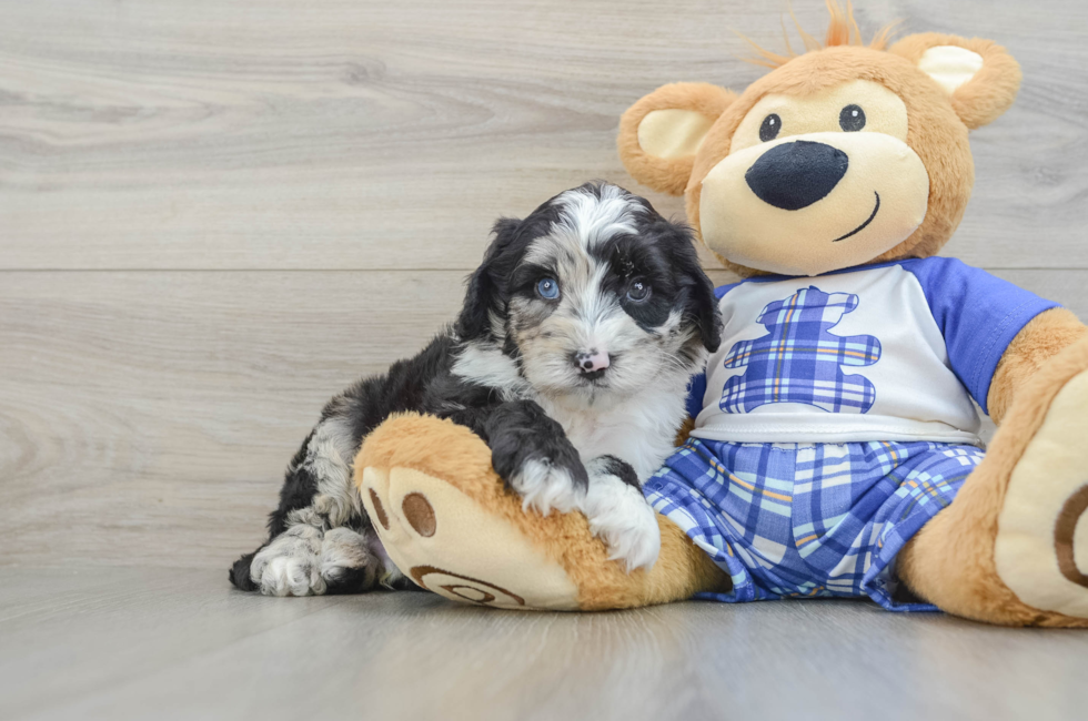 7 week old Mini Sheepadoodle Puppy For Sale - Seaside Pups