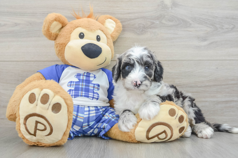 7 week old Mini Sheepadoodle Puppy For Sale - Seaside Pups