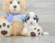 5 week old Mini Sheepadoodle Puppy For Sale - Seaside Pups
