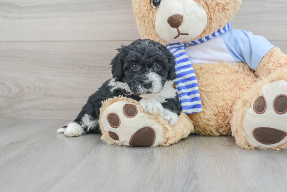 Adorable Sheep Dog Poodle Mix Puppy