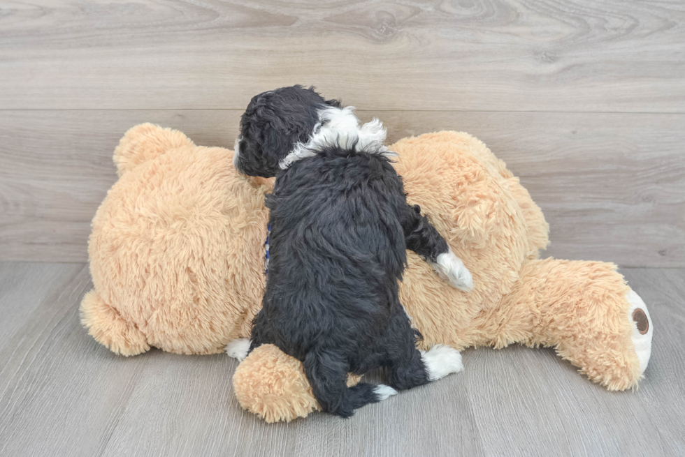 Playful Sheep Dog Poodle Mix Puppy