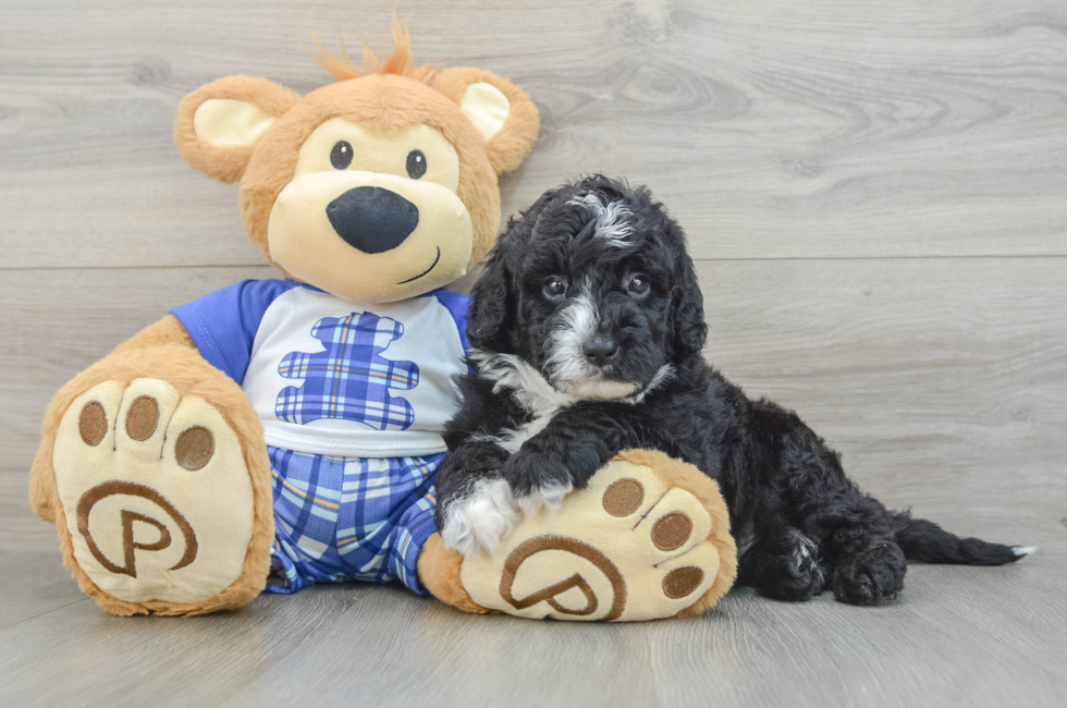 7 week old Mini Sheepadoodle Puppy For Sale - Seaside Pups