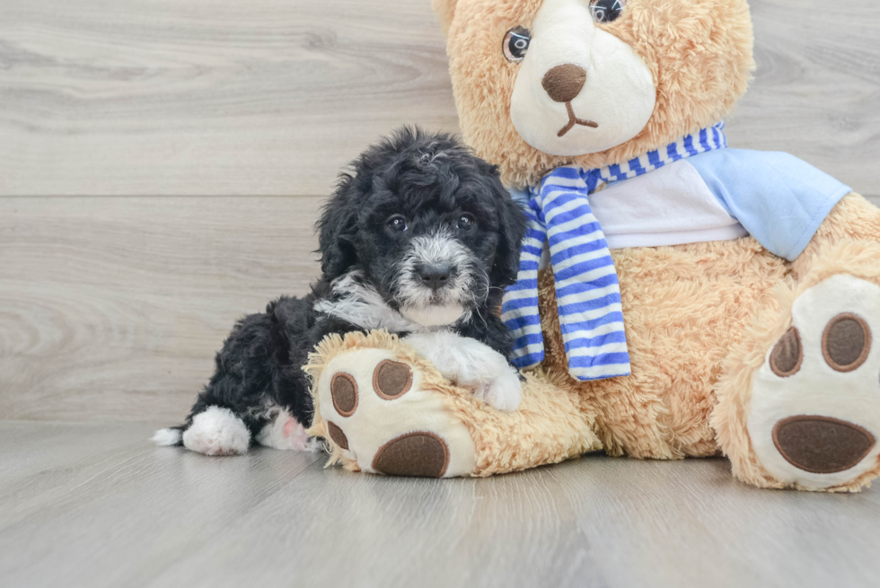 Best Mini Sheepadoodle Baby