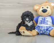 8 week old Mini Sheepadoodle Puppy For Sale - Seaside Pups