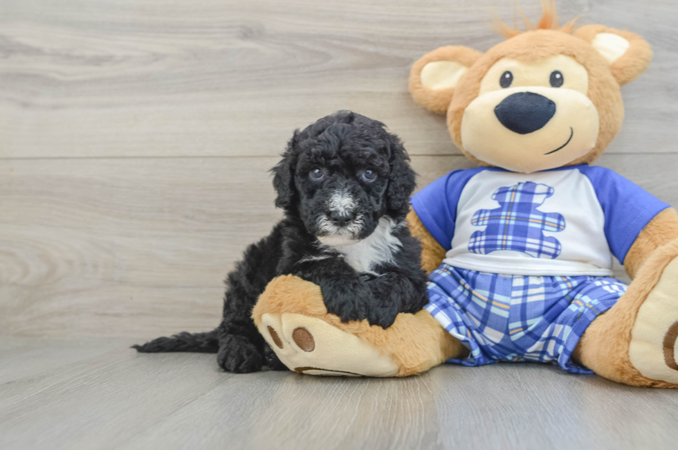 7 week old Mini Sheepadoodle Puppy For Sale - Seaside Pups