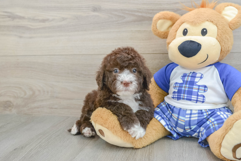 Meet Rosabell - our Mini Sheepadoodle Puppy Photo 1/3 - Seaside Pups